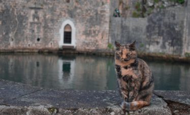 Montenegro Kotor Walking Tour
