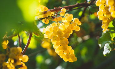 montenegro food and wine tour