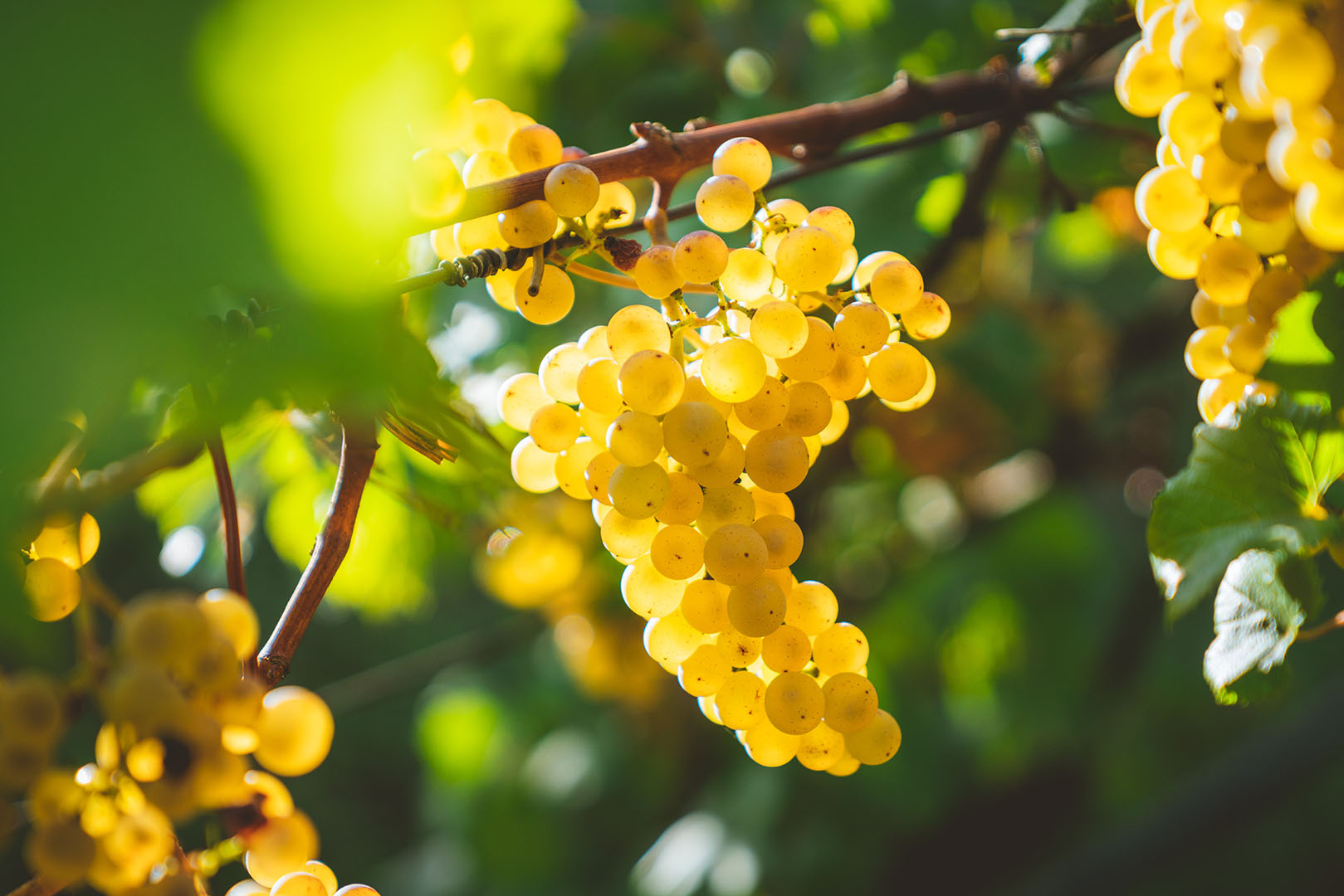 montenegro food and wine tour