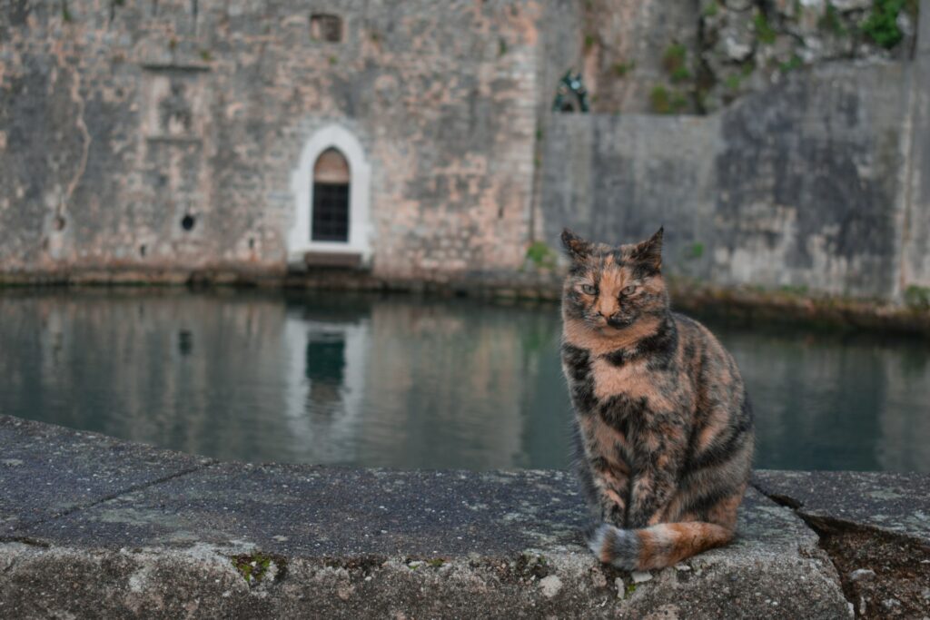 kotor, day trips, cat, fortress