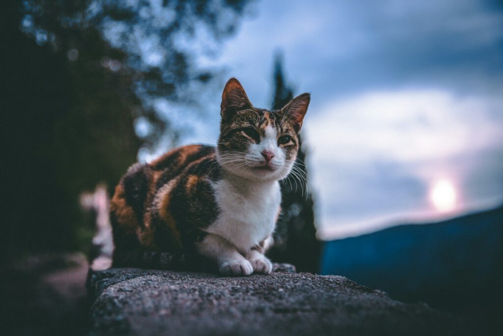 Montenegro, travel, cat, Kotor