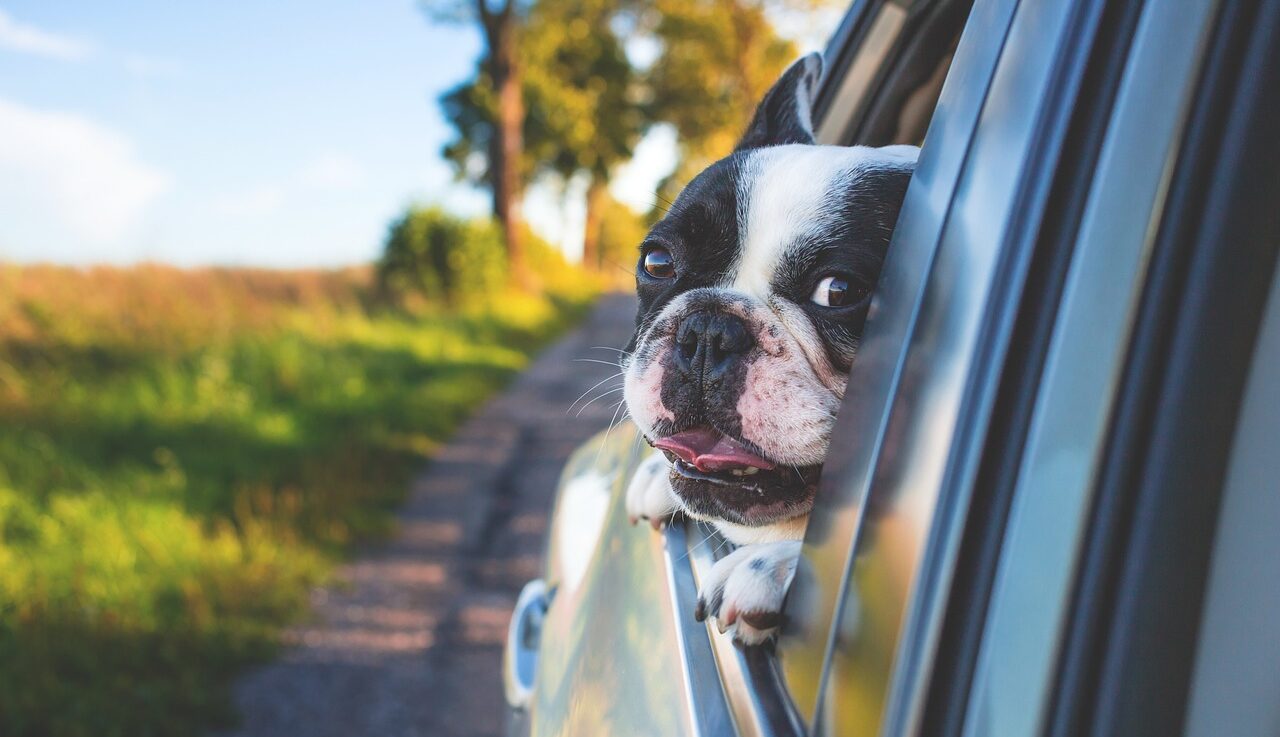 road trip, Montenegro, car, dog