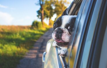 road trip, Montenegro, car, dog