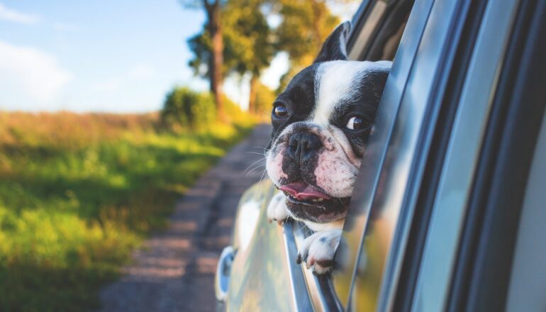 road trip, Montenegro, car, dog