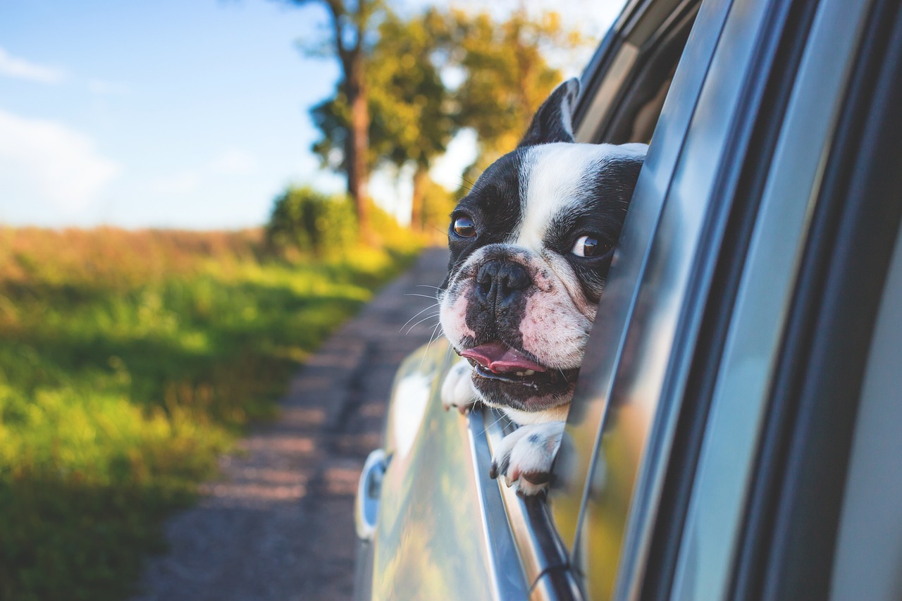 road trip, Montenegro, car, dog