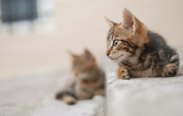 Kotor, Montenegro, cats, things to do