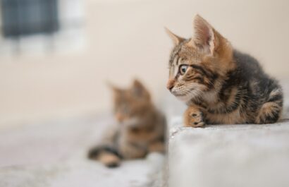 Kotor, Montenegro, cats, things to do