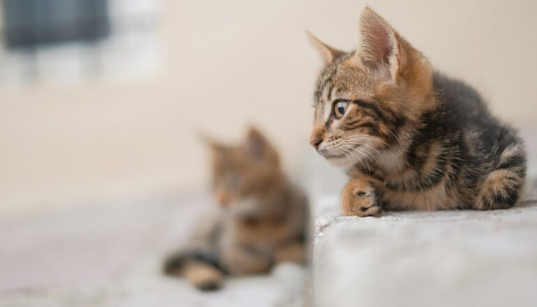 Kotor, Montenegro, cats, things to do